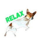 JRT ふく＆はな（個別スタンプ：31）