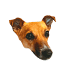 JRT ふく＆はな（個別スタンプ：38）