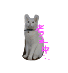 らぶにゃんのごあいさつ①（個別スタンプ：2）