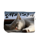 らぶにゃんのごあいさつ①（個別スタンプ：4）