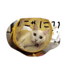 らぶにゃんのごあいさつ①（個別スタンプ：16）