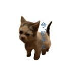 mister Neko kitten（個別スタンプ：2）
