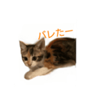 mister Neko kitten（個別スタンプ：4）