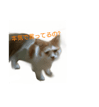 mister Neko kitten（個別スタンプ：7）