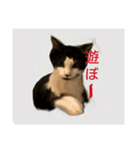 mister Neko kitten（個別スタンプ：8）