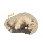 サランの生活（個別スタンプ：16）