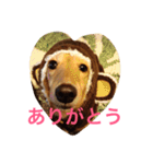 ミニチュアダックス もも（個別スタンプ：1）