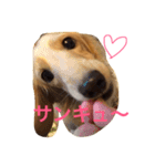 ミニチュアダックス もも（個別スタンプ：2）
