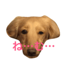 ミニチュアダックス もも（個別スタンプ：3）