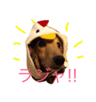 ミニチュアダックス もも（個別スタンプ：5）