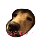 ミニチュアダックス もも（個別スタンプ：6）