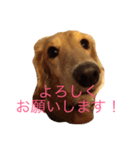 ミニチュアダックス もも（個別スタンプ：8）