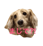 ミニチュアダックス もも（個別スタンプ：10）