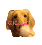 ミニチュアダックス もも（個別スタンプ：11）