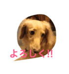 ミニチュアダックス もも（個別スタンプ：12）