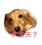 ミニチュアダックス もも（個別スタンプ：14）