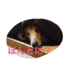 ミニチュアダックス もも（個別スタンプ：16）