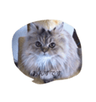 neko no Sticker（個別スタンプ：1）