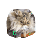neko no Sticker（個別スタンプ：2）