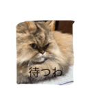 neko no Sticker（個別スタンプ：3）