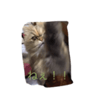 neko no Sticker（個別スタンプ：4）