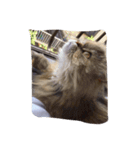 neko no Sticker（個別スタンプ：5）