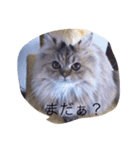 neko no Sticker（個別スタンプ：8）