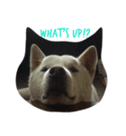 Adopted dogs 1（個別スタンプ：1）