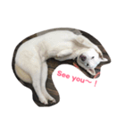 Adopted dogs 1（個別スタンプ：2）