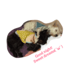 Adopted dogs 1（個別スタンプ：4）