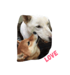 Adopted dogs 1（個別スタンプ：5）
