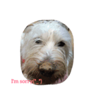 Adopted dogs 1（個別スタンプ：7）