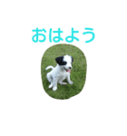 dog stanp pelo（個別スタンプ：1）