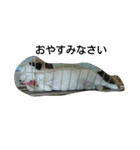dog stanp pelo（個別スタンプ：2）