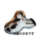 dog stanp pelo（個別スタンプ：3）
