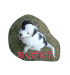 dog stanp pelo（個別スタンプ：4）