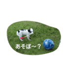 dog stanp pelo（個別スタンプ：5）