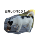 dog stanp pelo（個別スタンプ：6）
