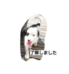 dog stanp pelo（個別スタンプ：7）