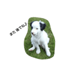 dog stanp pelo（個別スタンプ：8）