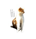 cat's paradise（個別スタンプ：1）