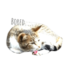 cat's paradise（個別スタンプ：6）