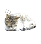 cat's paradise（個別スタンプ：7）