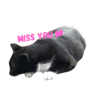 cat's paradise（個別スタンプ：9）