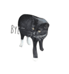 cat's paradise（個別スタンプ：12）