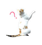 cat's paradise（個別スタンプ：13）