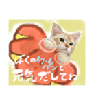 メルマシュー アメショー猫スタンプ（個別スタンプ：1）