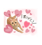 メルマシュー アメショー猫スタンプ（個別スタンプ：6）