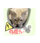 メルマシュー アメショー猫スタンプ（個別スタンプ：7）