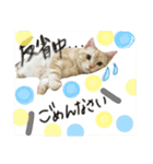 メルマシュー アメショー猫スタンプ（個別スタンプ：8）